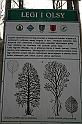 Rostoczek 11.2008 077